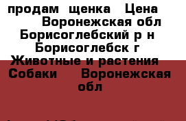 продам  щенка › Цена ­ 7 000 - Воронежская обл., Борисоглебский р-н, Борисоглебск г. Животные и растения » Собаки   . Воронежская обл.